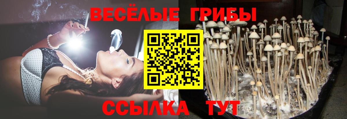 Галлюциногенные грибы Psilocybe Кимовск